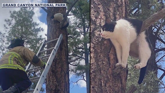 Archie the cat rescued from tree in Grand Canyon