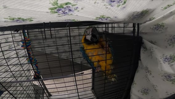 Boulder View Fire displacing people and animals