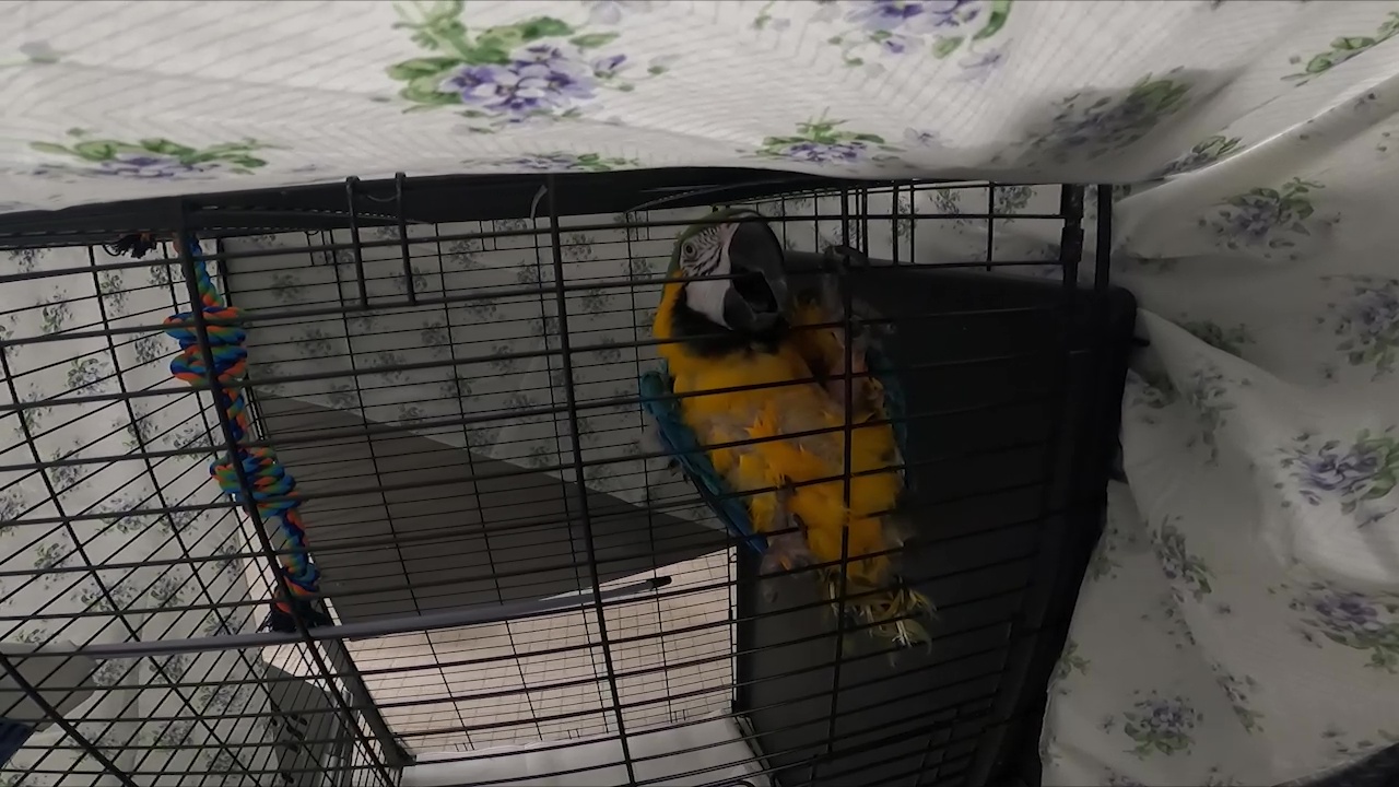 Boulder View Fire displacing people and animals