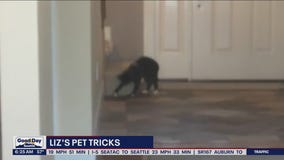 Liz's Pet Tricks for Thursday, September 22
