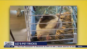 Liz's Pet Tricks for Wednesday, September 28