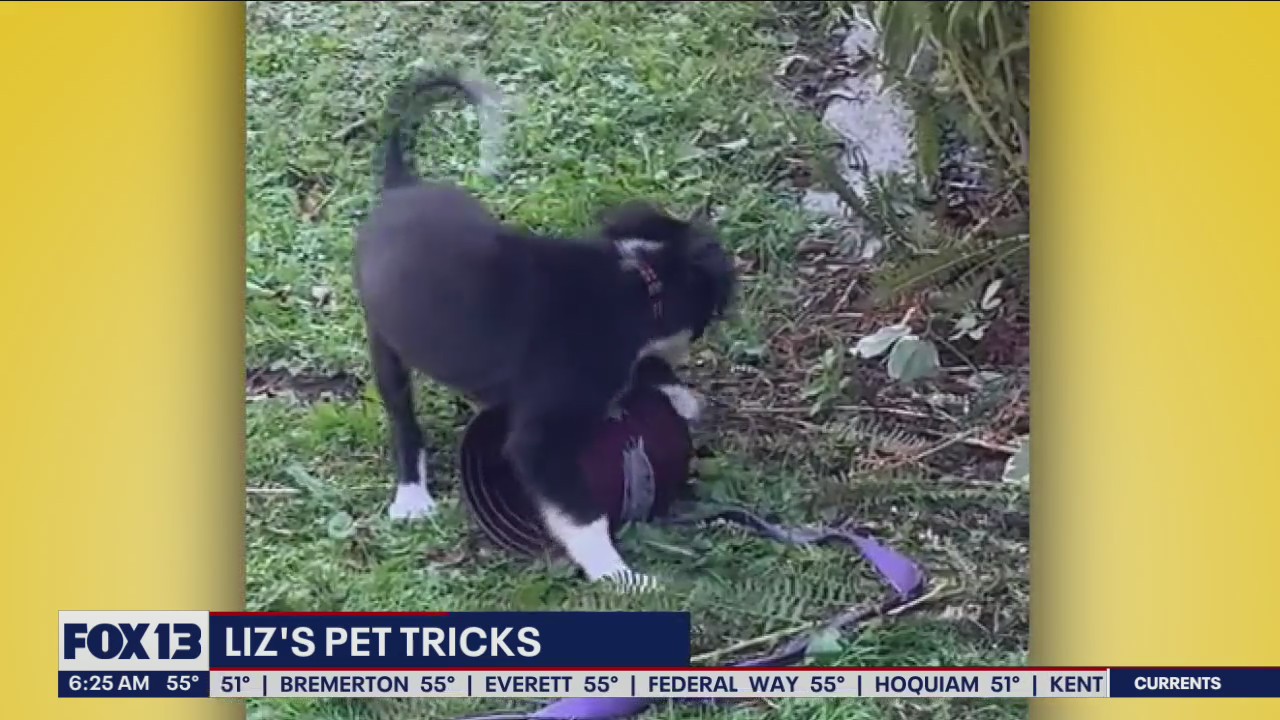 Liz's Pet Tricks for Tuesday, September 27