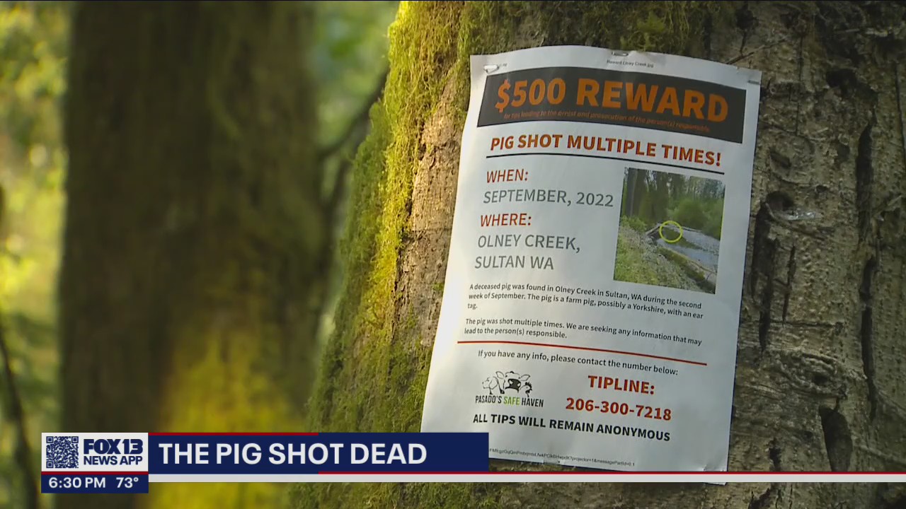 Investigators trying to solve mystery surrounding pig found shot, killed in Washington creek