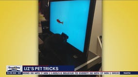 Liz's Pet Tricks for Monday, October 3
