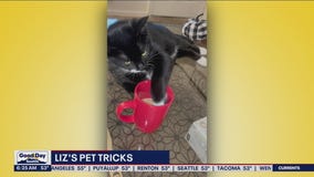 Liz's Pet Tricks for Tuesday, October 4