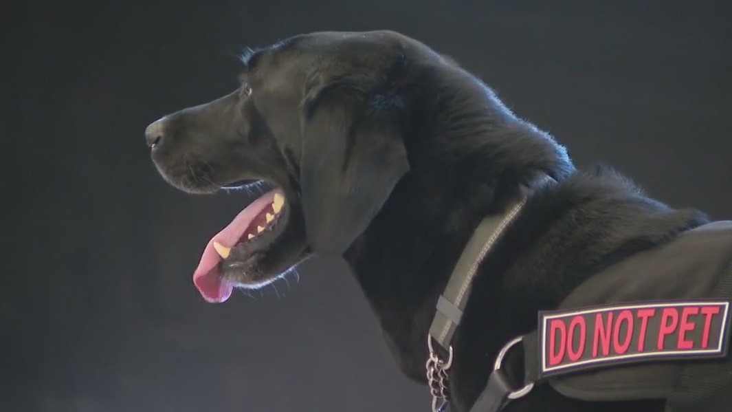 TSA K-9 decoy program: Volunteer at Phoenix Sky Harbor