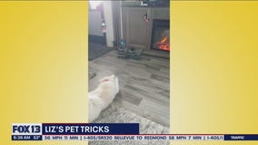 Liz's Pet Tricks for Thursday, October 6