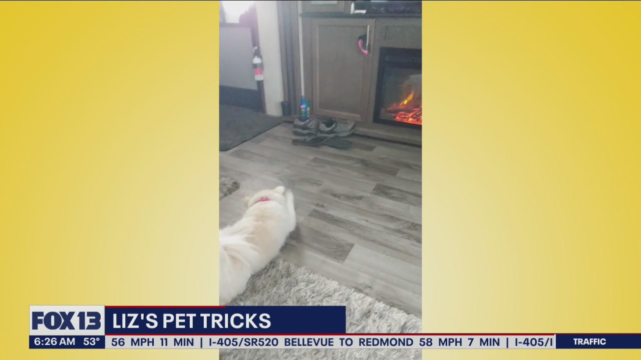 Liz's Pet Tricks for Thursday, October 6