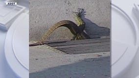 Giant lizard on freeway; rescuers speak l FOX 10 Talks