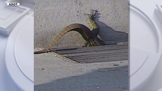 Giant lizard on freeway; rescuers speak l FOX 10 Talks