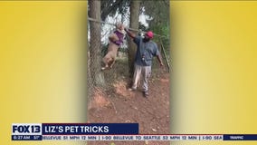 Liz's Pet Tricks for Wednesday, October 12