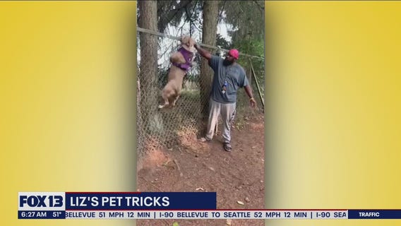 Liz's Pet Tricks for Wednesday, October 12