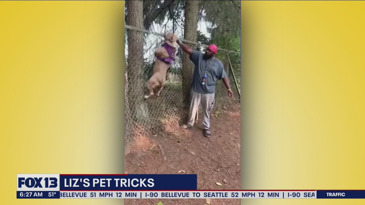 Liz's Pet Tricks for Wednesday, October 12