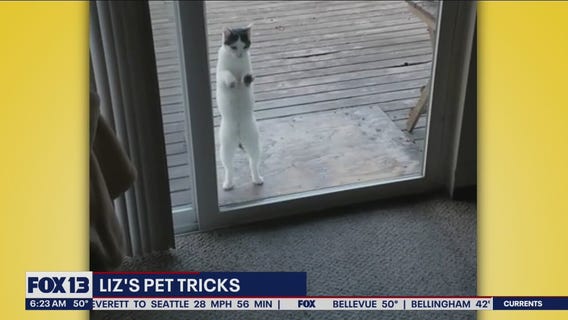 Liz's Pet Tricks for Thursday, Oct. 13