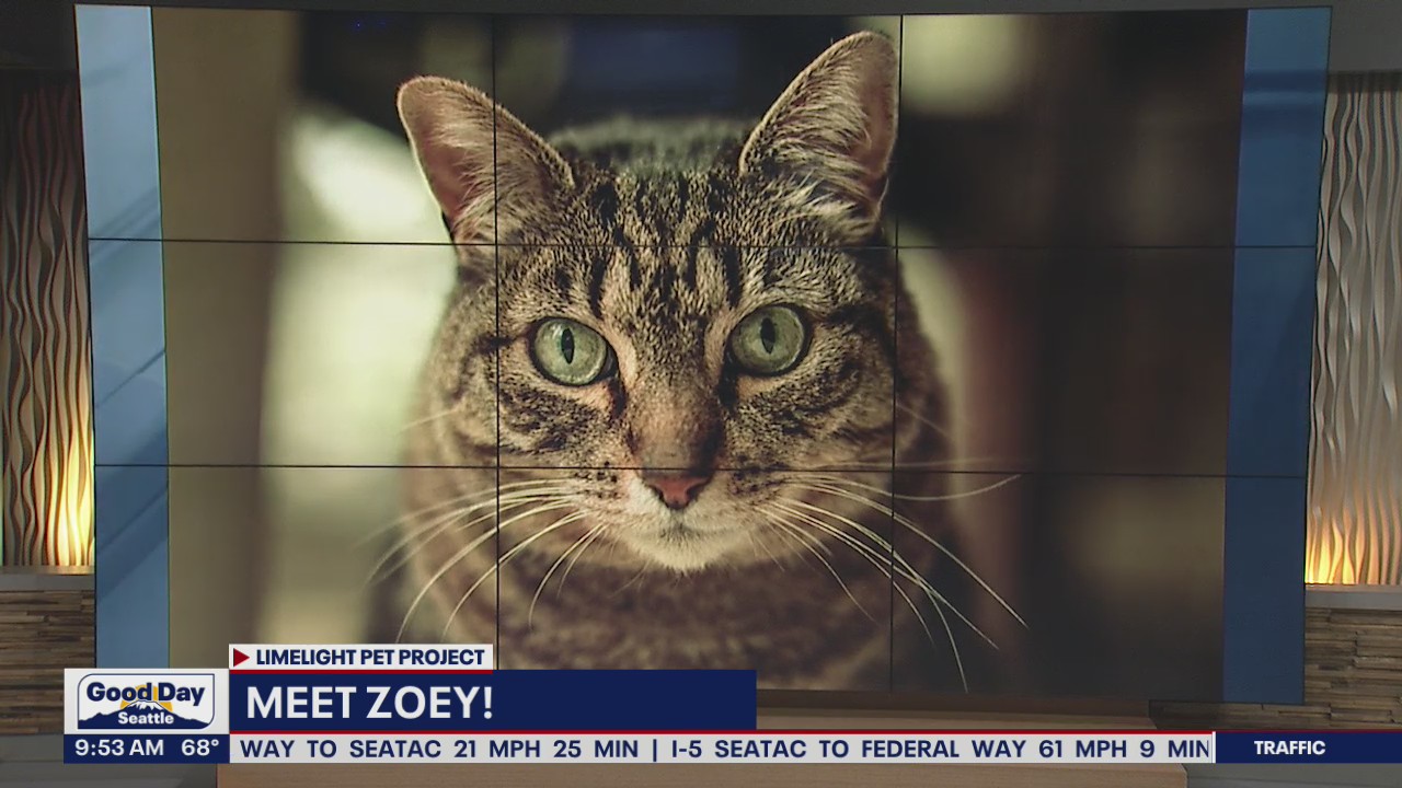 Pet of the Week: Zoey