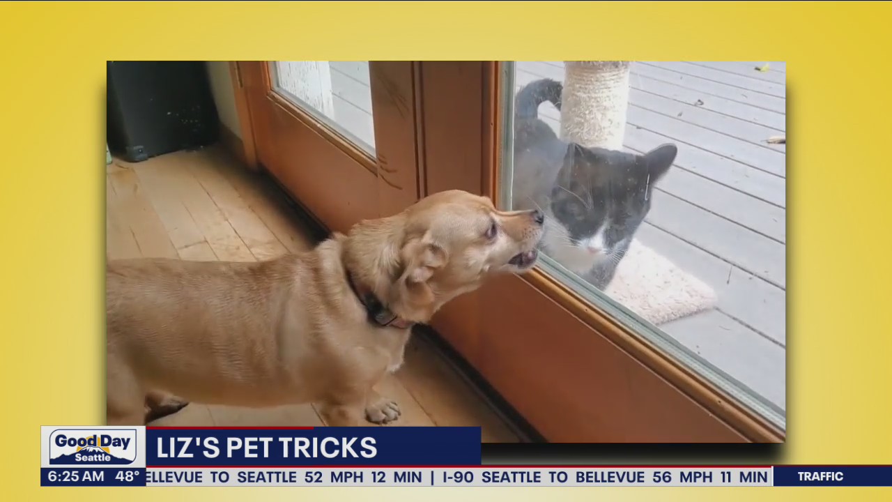 Liz's Pet Tricks for Wednesday, October 19