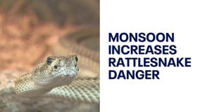 Rattlesnake bites in Arizona surge amid monsoon