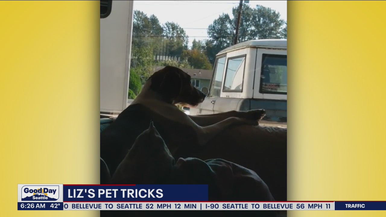 Liz's Pet Tricks for Wednesday, October 26