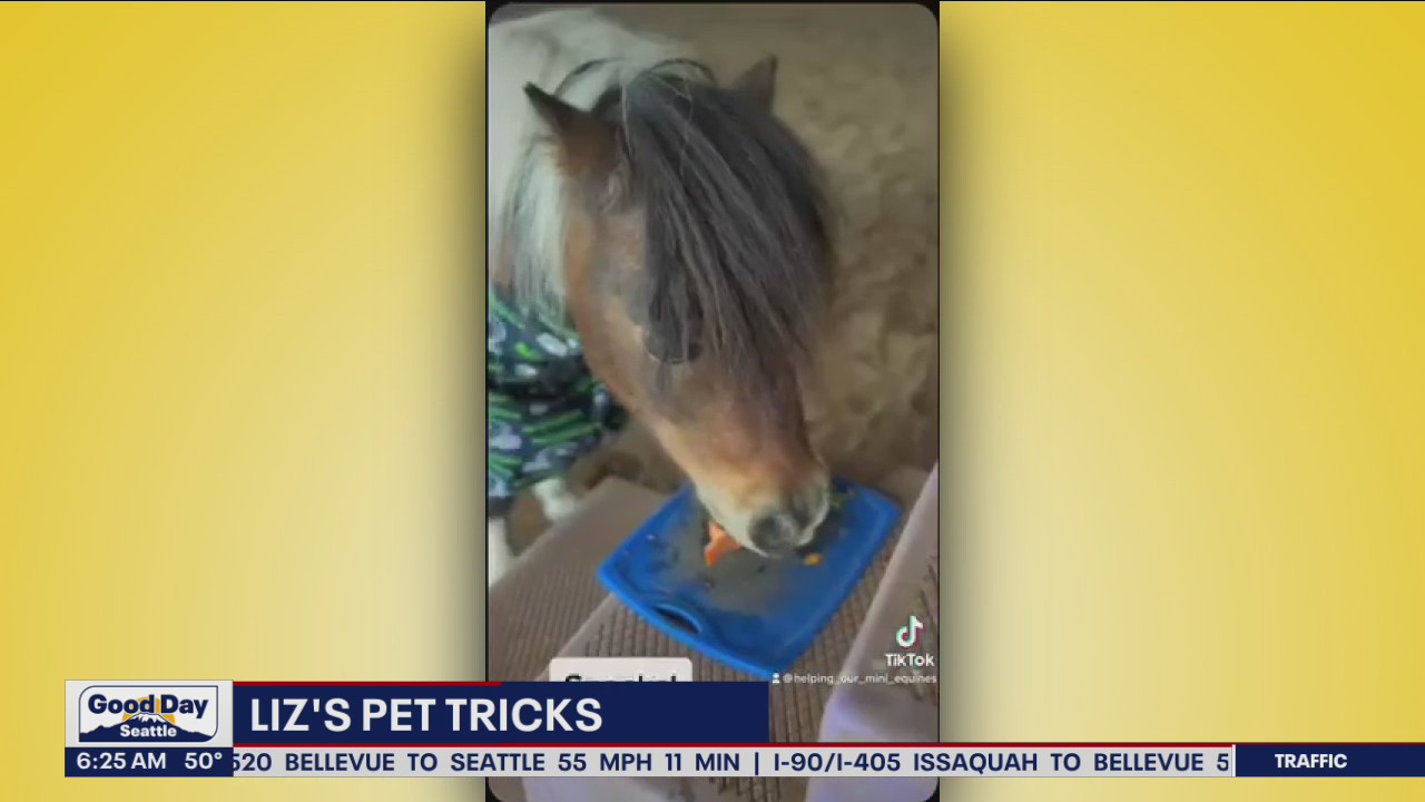 Liz's Pet Tricks for Friday, October 28