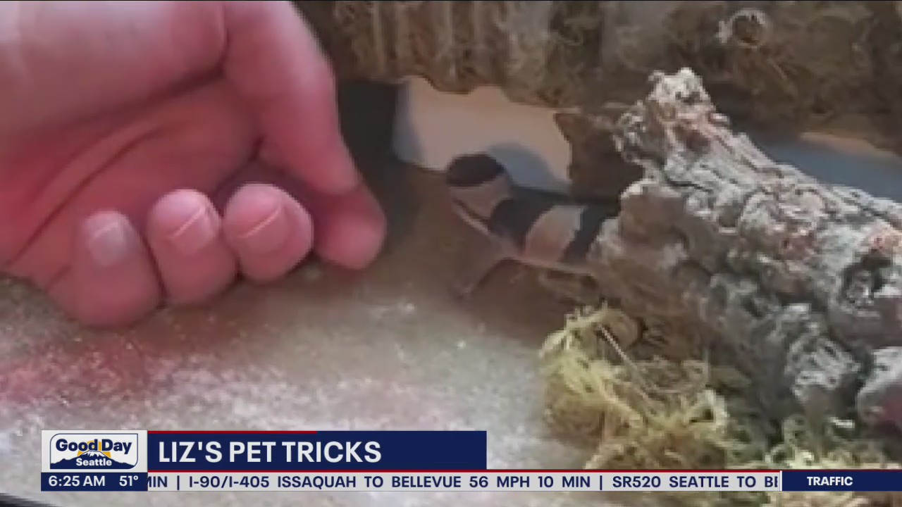 Liz's Pet Tricks for Monday, Oct. 31