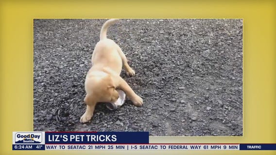 Liz's Pet Tricks for Wednesday, Nov. 2