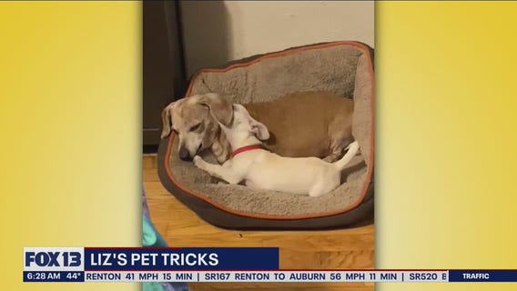 Liz's Pet Tricks for Tuesday, Nov. 1