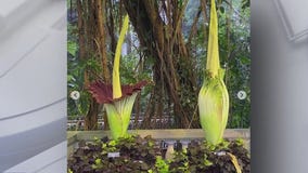 Corpse flower' blooms at D.C. botanic garden