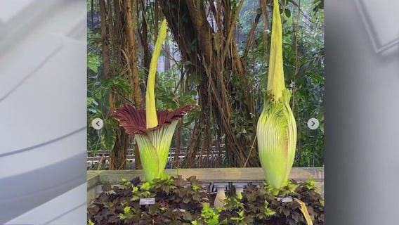 Corpse flower' blooms at D.C. botanic garden
