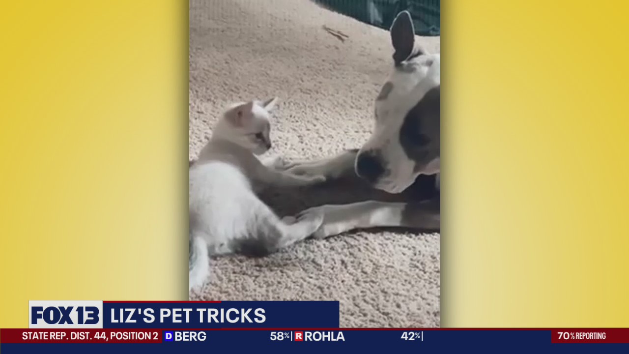 Liz's  Pet Tricks for Wednesday, Nov. 9