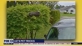 Liz's Pet Tricks for Monday, November 7