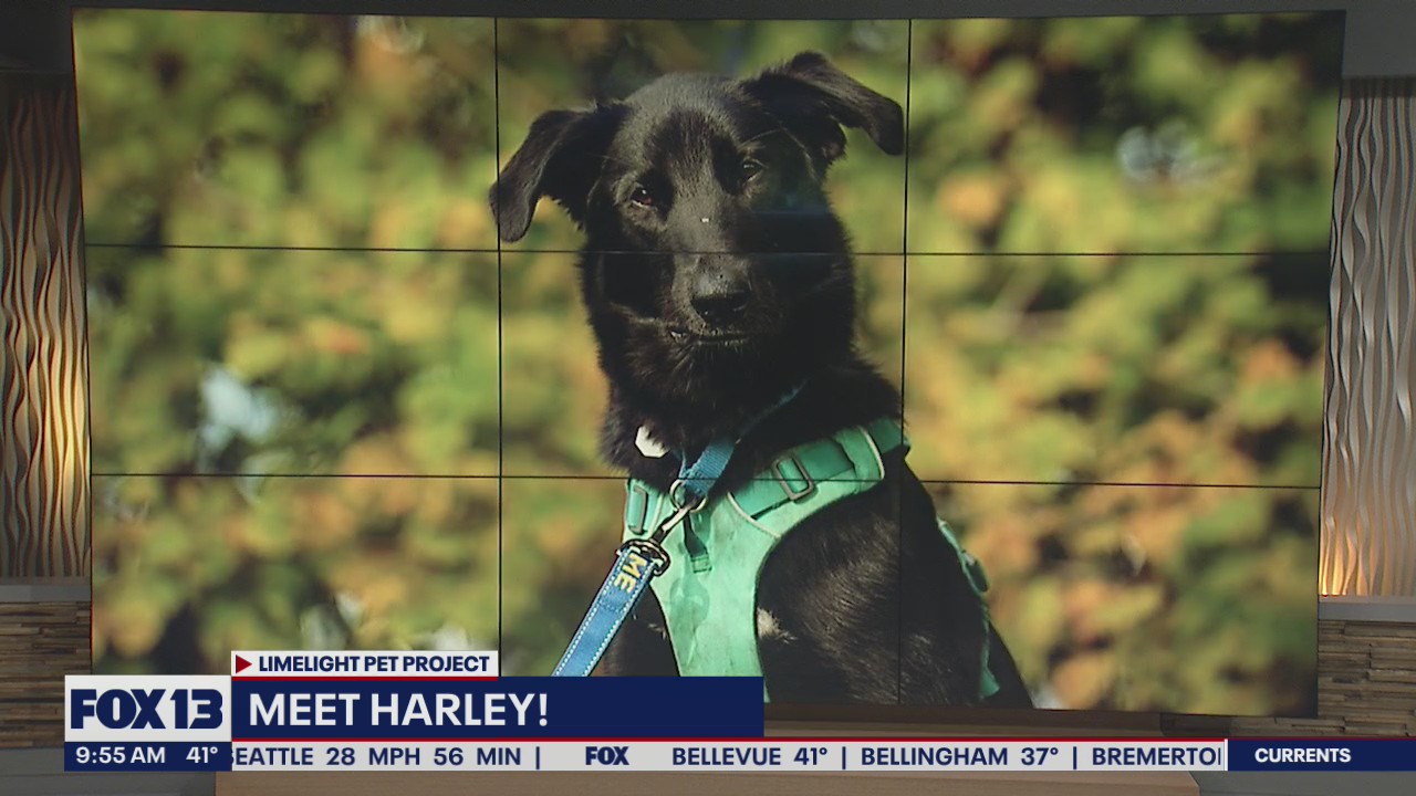 Pet of the Week: Harley
