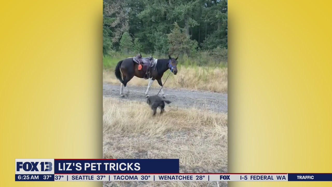 Liz's Pet Tricks for Monday, November 14