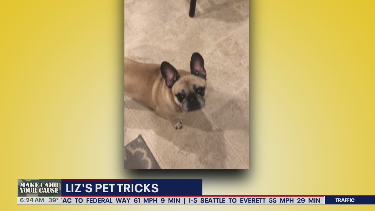 Liz's Pet Tricks for Friday, November 11