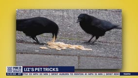 Liz's Pet Tricks for Thursday, November 10