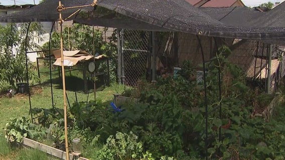 How farmers prep for Arizona's summer heat