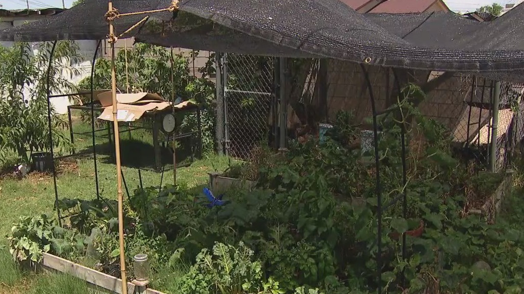 How farmers prep for Arizona's summer heat