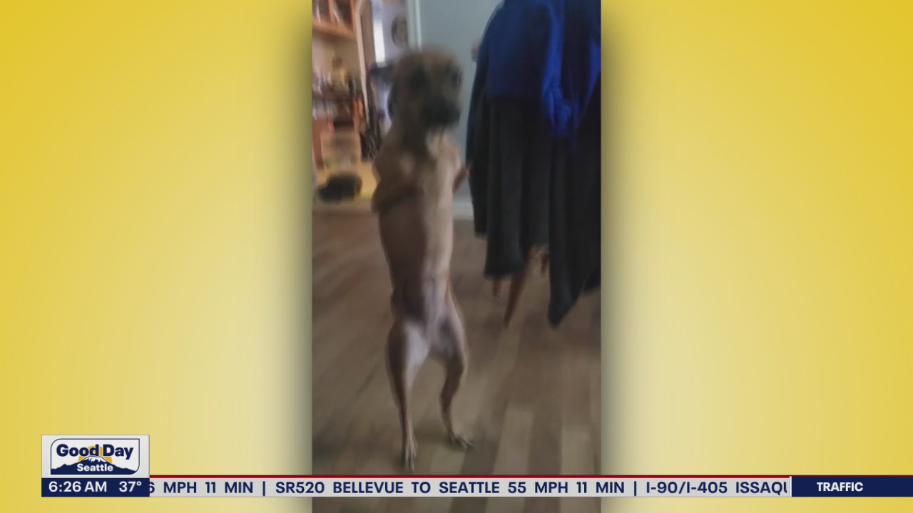 Liz's Pet Tricks for Thursday, November 17