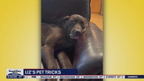 Liz's Pet Tricks for Monday, November 21
