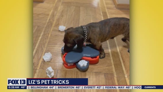 Liz's Pet Tricks for Tuesday, November 22