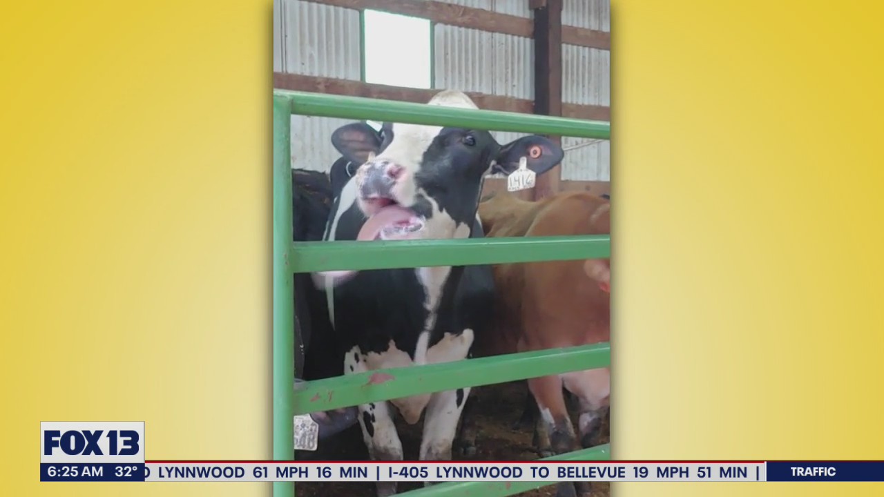 Liz's Pet Tricks for Friday, November 18