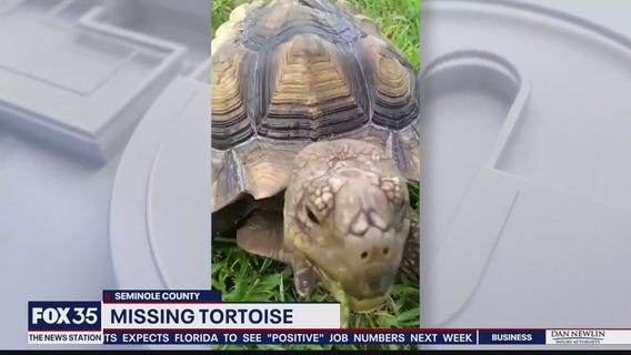 Sanford neighborhood searching for missing tortoise