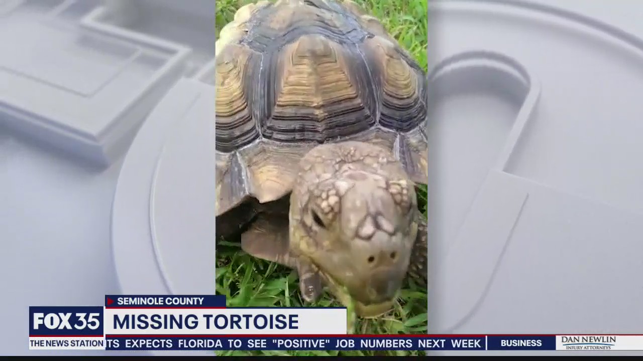 Sanford neighborhood searching for missing tortoise