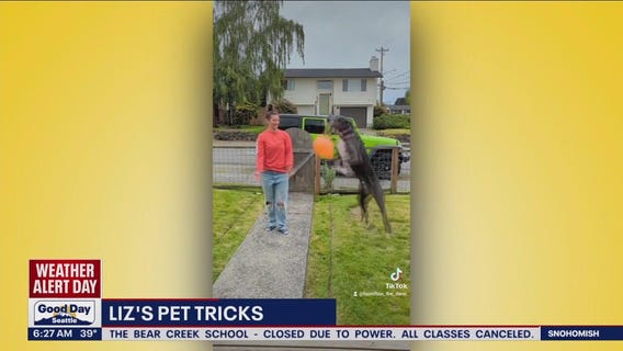 Liz's Pet Tricks for Wednesday, November 30