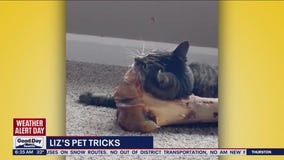 Liz's Pet Tricks for Friday, December 2