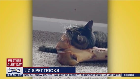 Liz's Pet Tricks for Friday, December 2