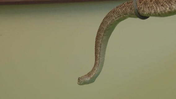 Rattlesnakes: How to stay safe around them