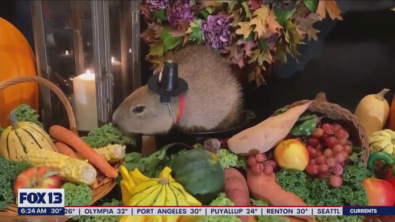 Liz's Pet Tricks for Friday, Dec. 16