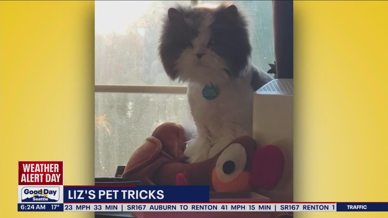 Liz's Pet Tricks for Thursday, December 22