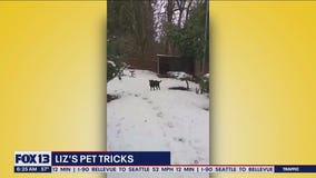 Liz's Pet Tricks for Monday, December 26