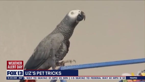 Liz's Pet Tricks for Tuesday, December 27